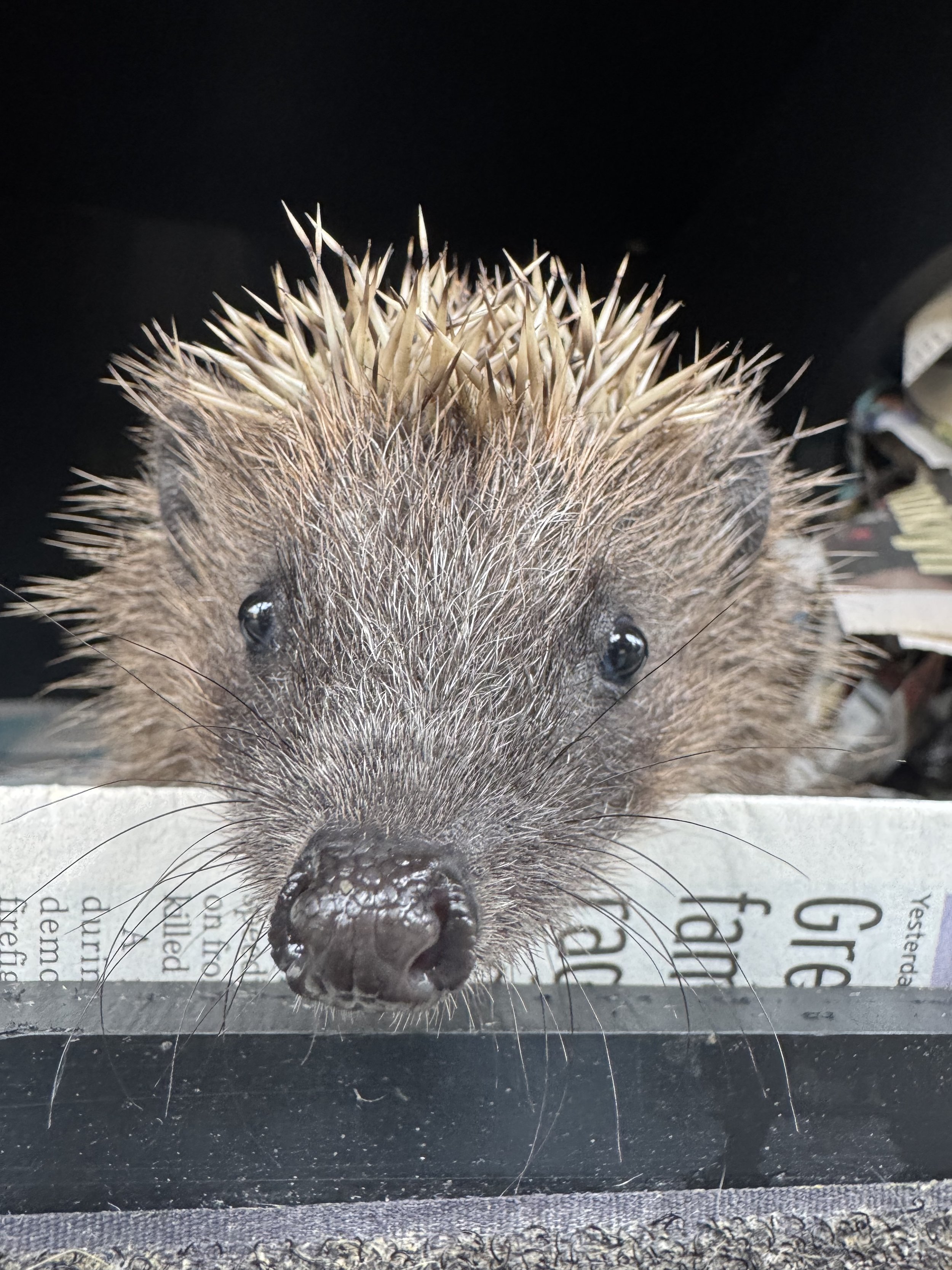 Hedgehog admissions to Prickles and Paws - August 2026 (5).jpeg