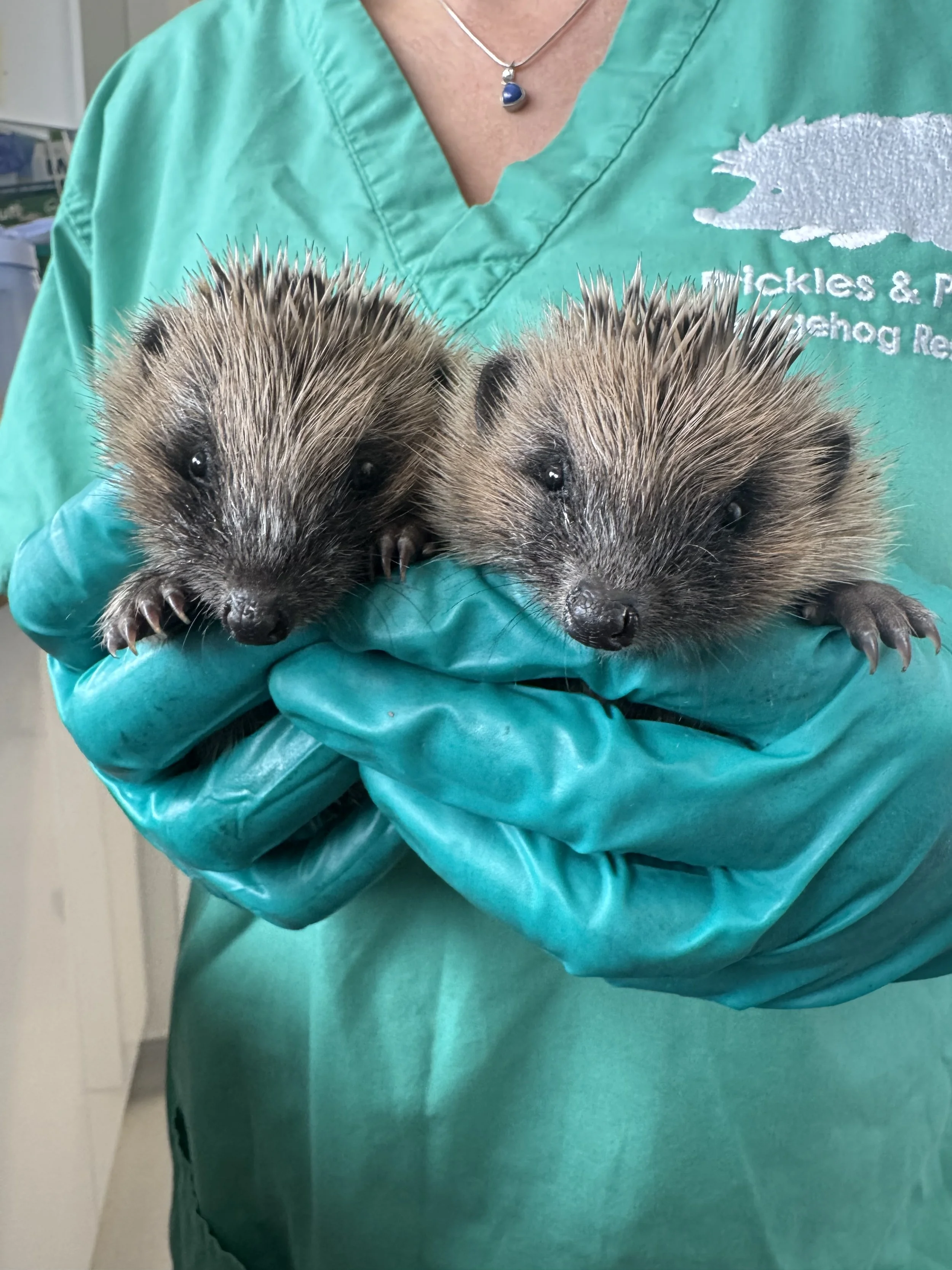 Hedgehog admissions to Prickles and Paws - August 2026 (6).jpeg