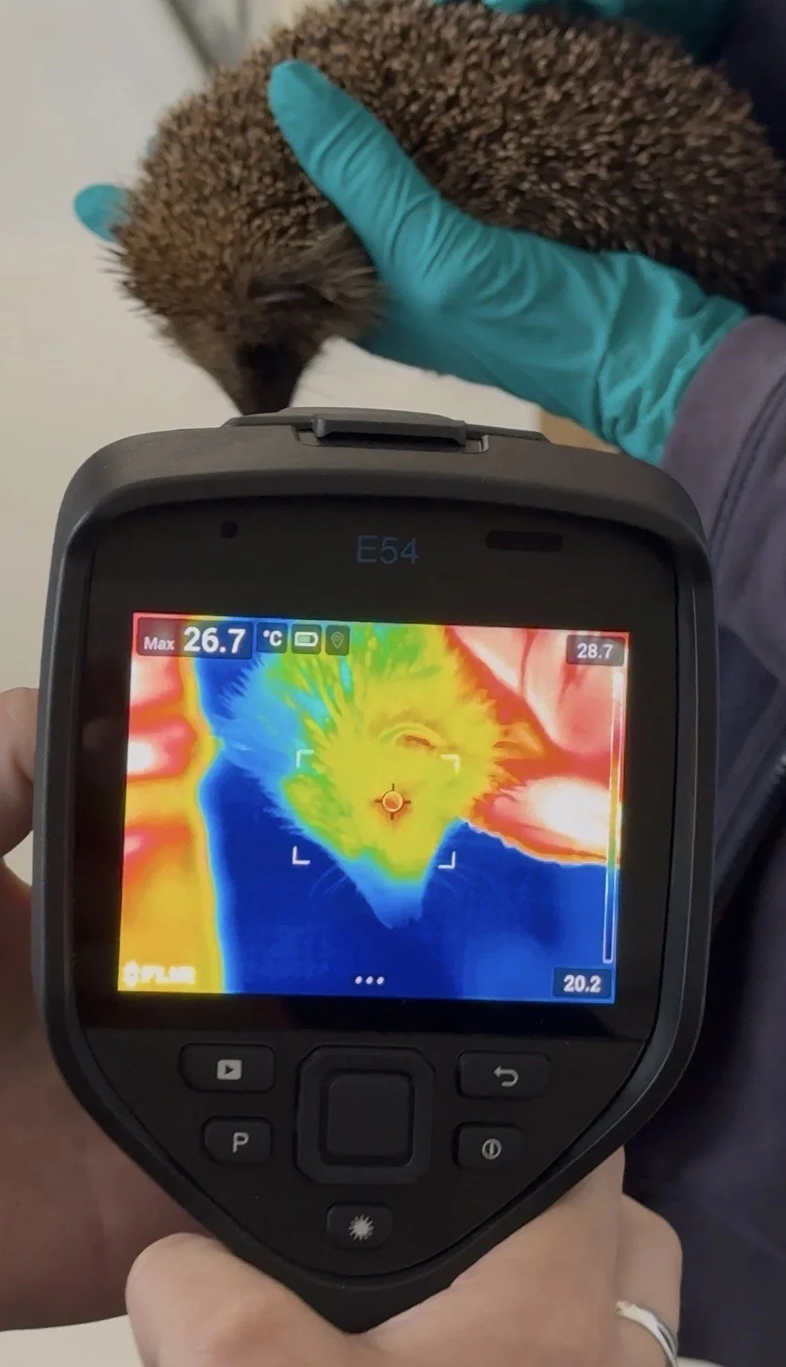 Person holding a thermal imaging device displaying a heat map of a hedgehog, with fur and a visible face, being gently held by a hand wearing a blue glove.
