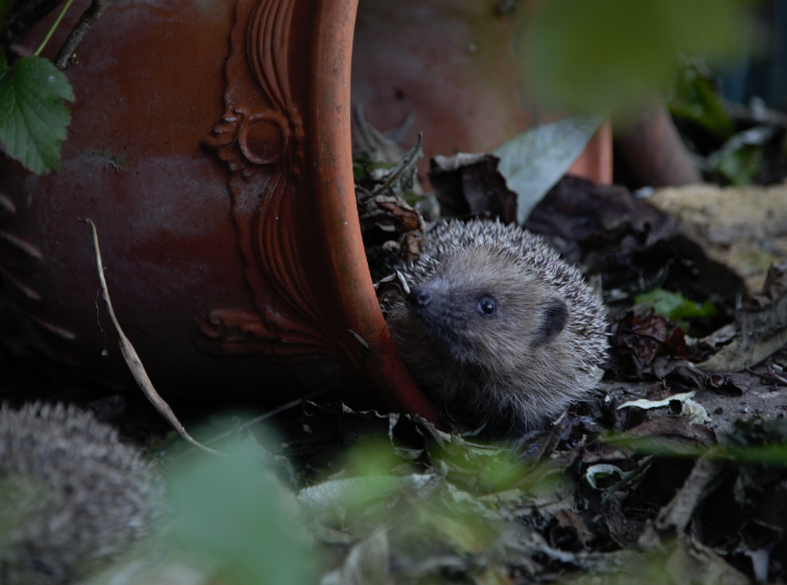 Release a hedgehog back into the wild Virtual Gift — Prickles