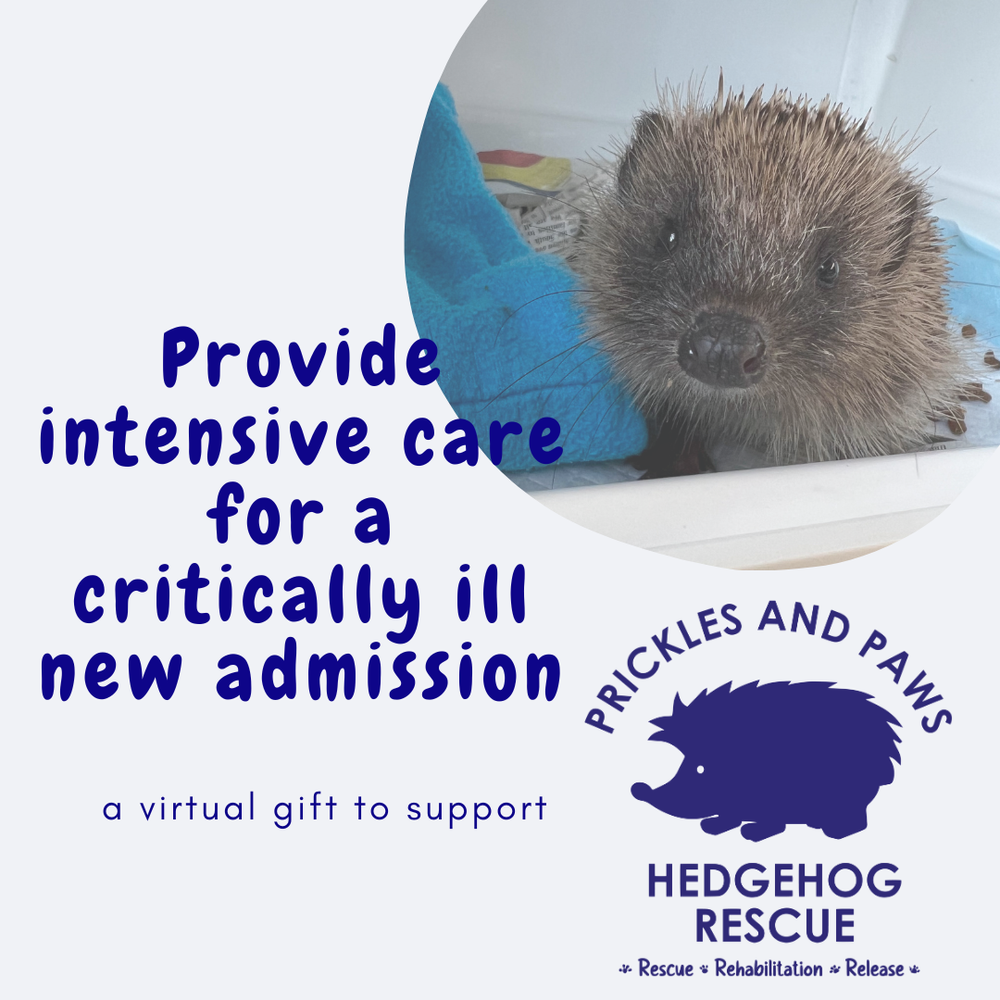 Intensive Care Package — Prickles Paws Hedgehog Rescue