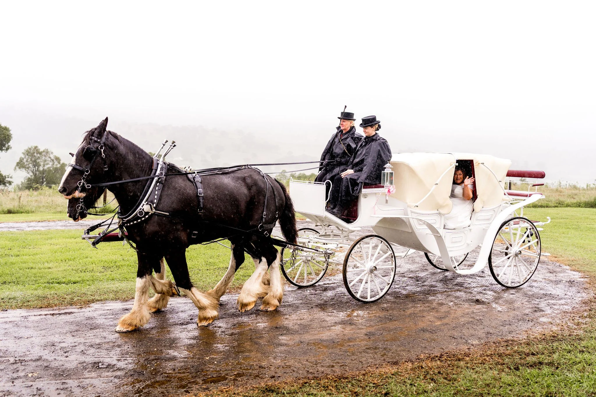 Another entrance we absolutely won't forget, beautiful bride Carrie arriving in the horse and cart operated by our neighbours at @drayhorseshire .
.
.
.
Venue @maroonhillestate
Venue Manager @the.white.stag
Coordinator, florist &amp; Stylist @panoram