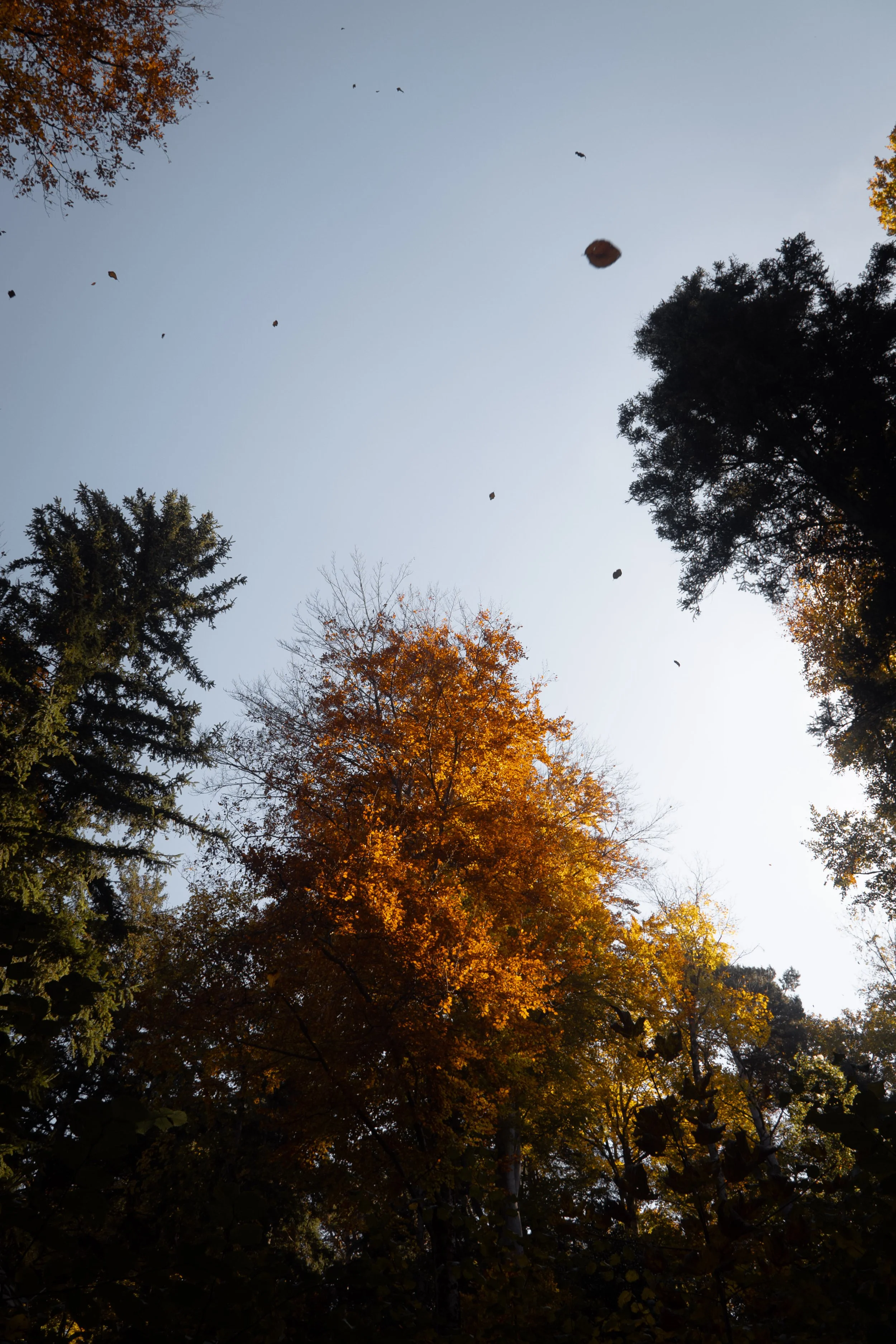 fall-4.jpg