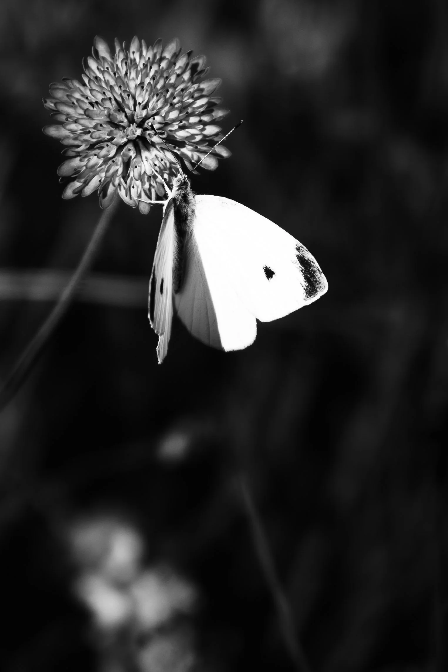 provence-26.jpg