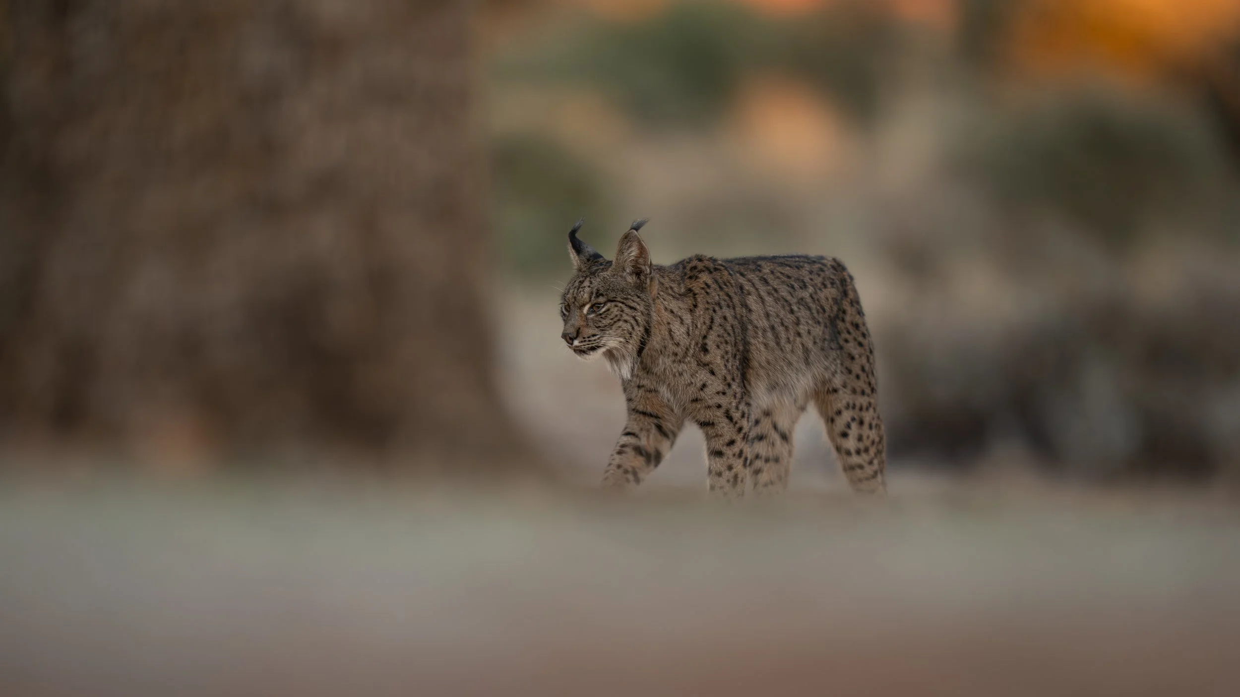 Iberian Lynx