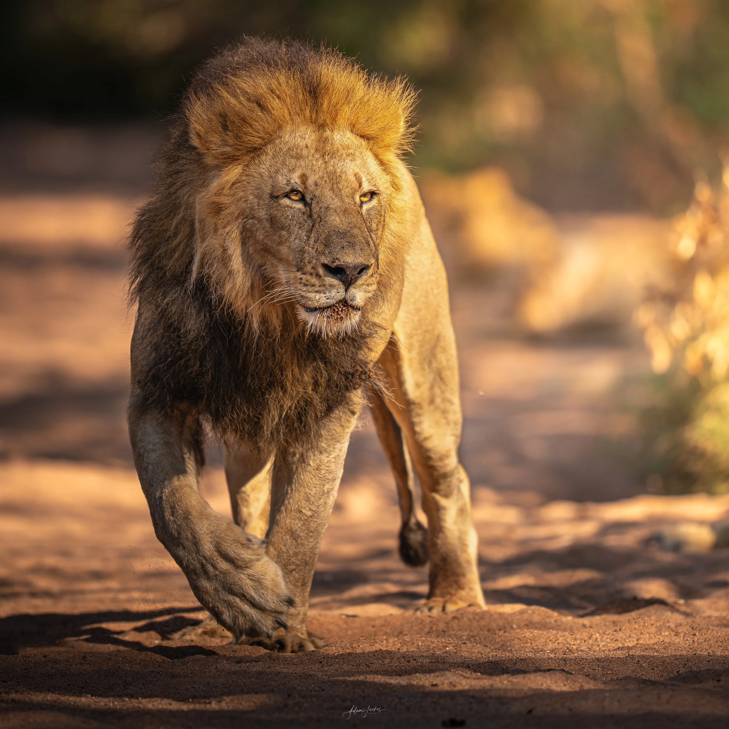 Lion (m)