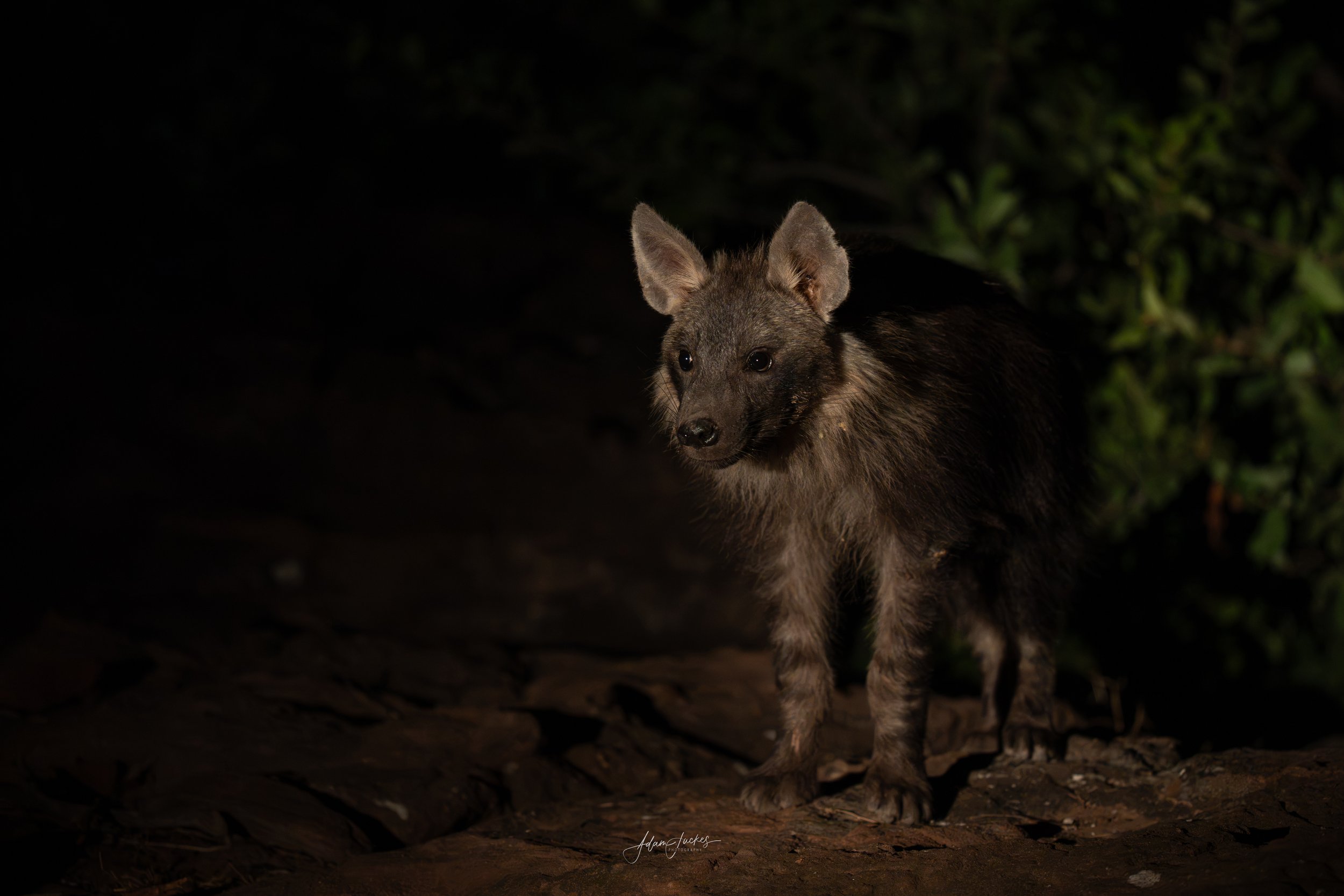 Brown Hyena