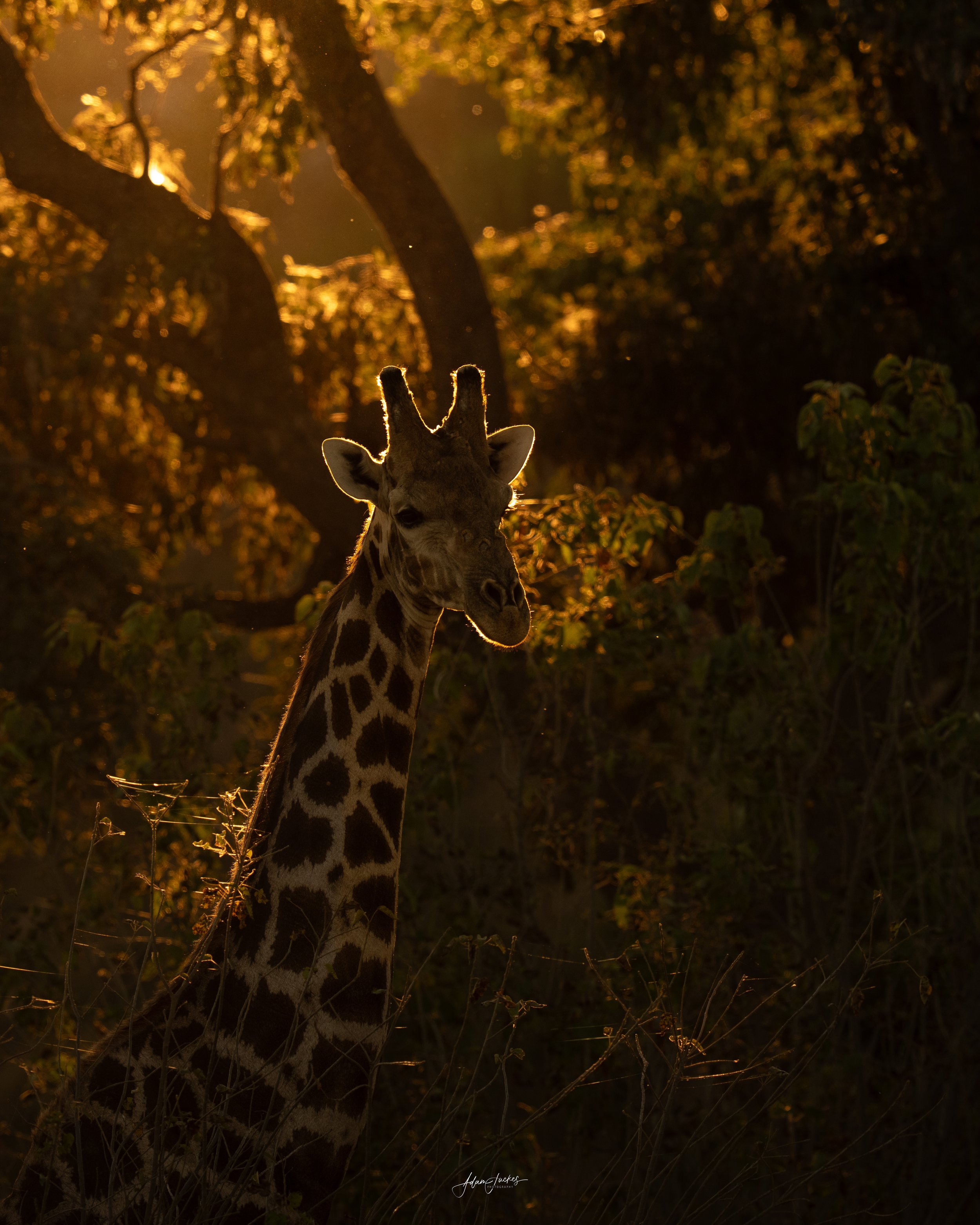Giraffe