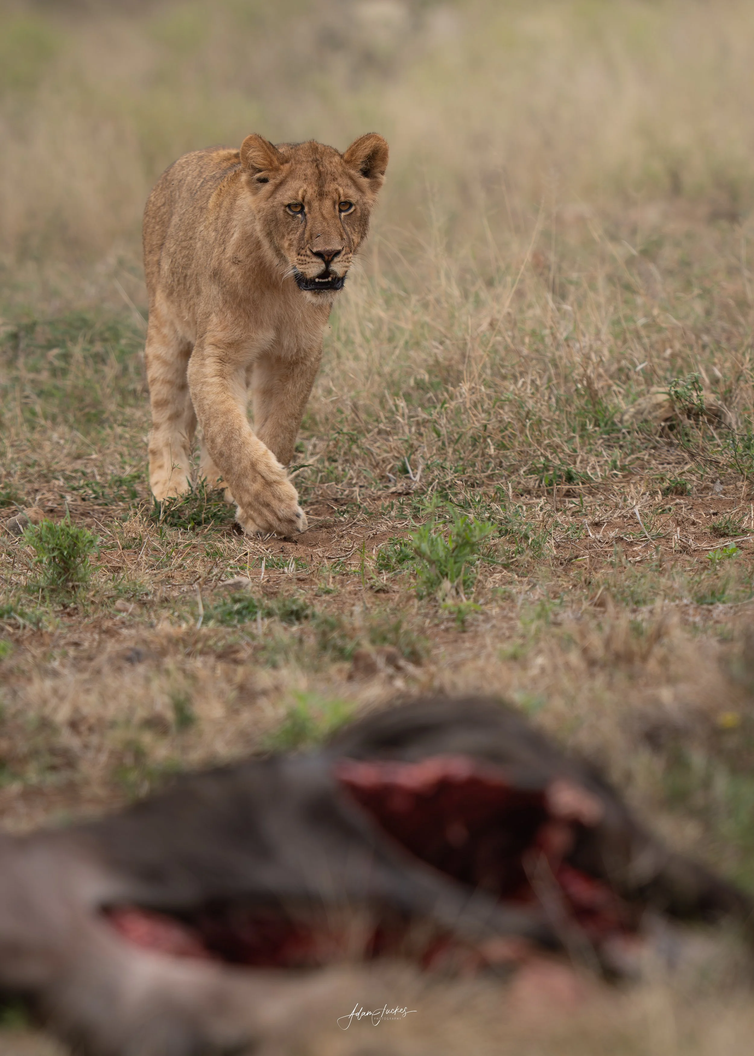 Lion (juv)