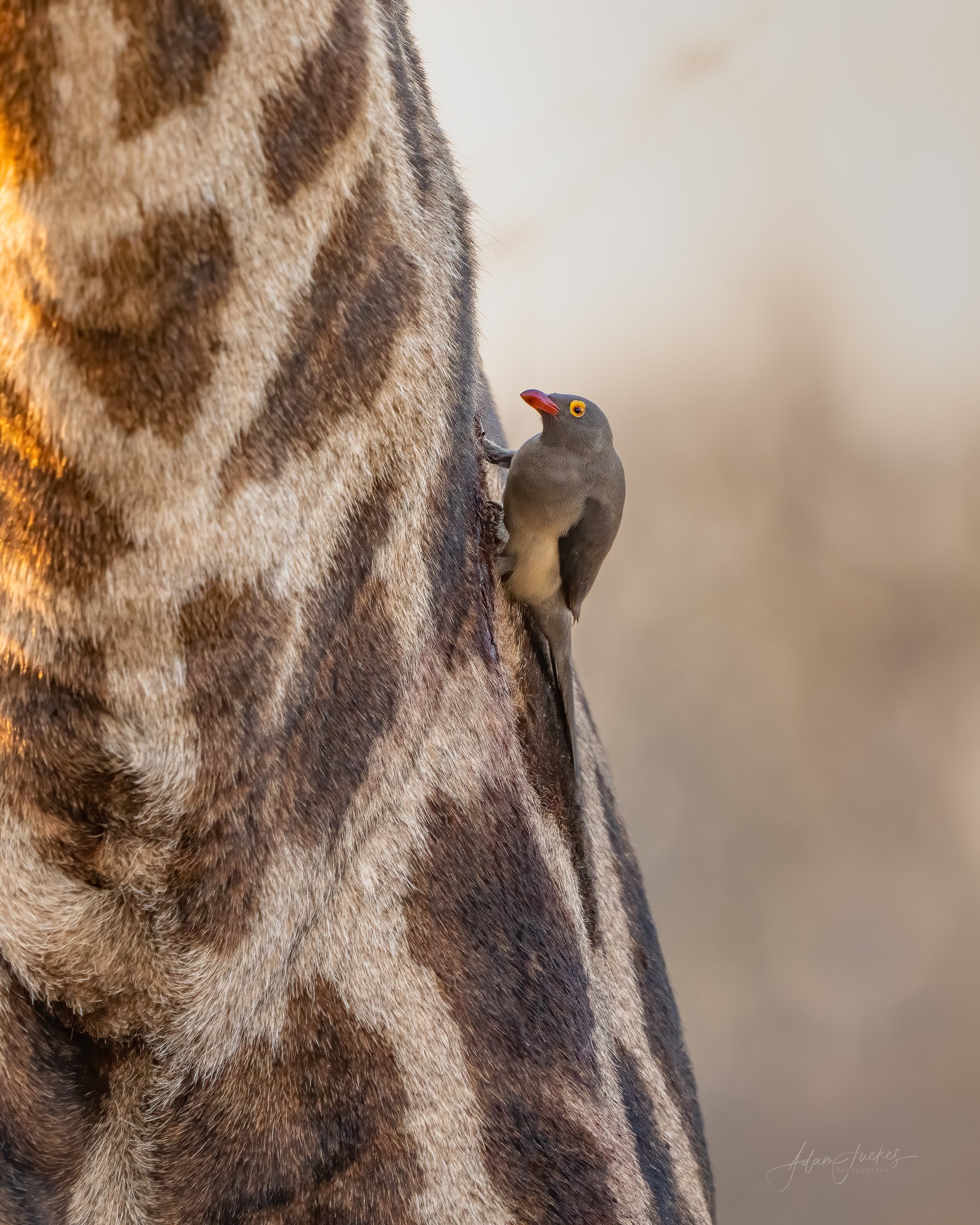 Red-billed Oxpecker