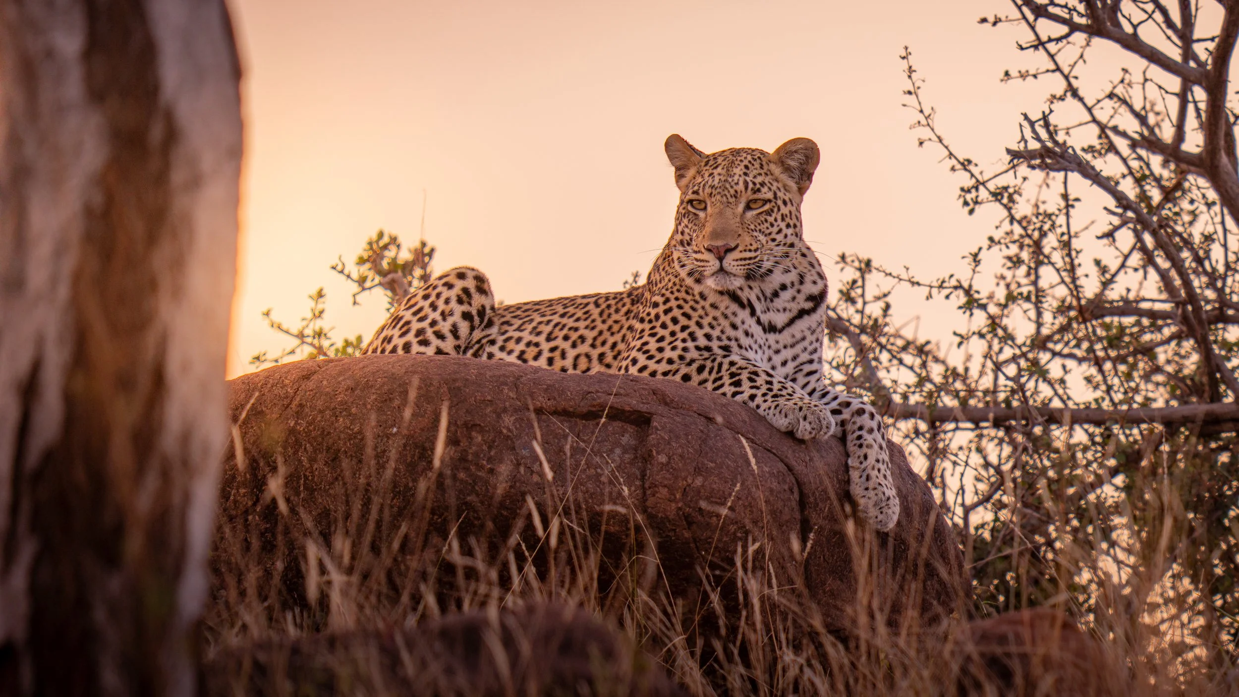 Leopard