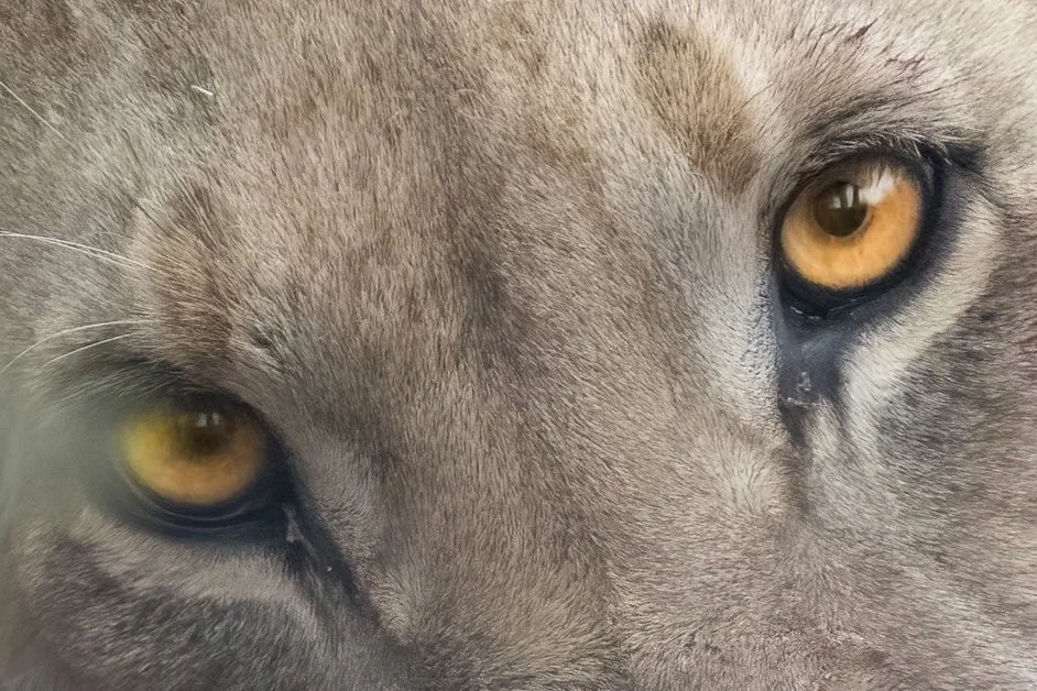 Close-up of a gray animal's face, showing piercing yellow eyes and textured fur.