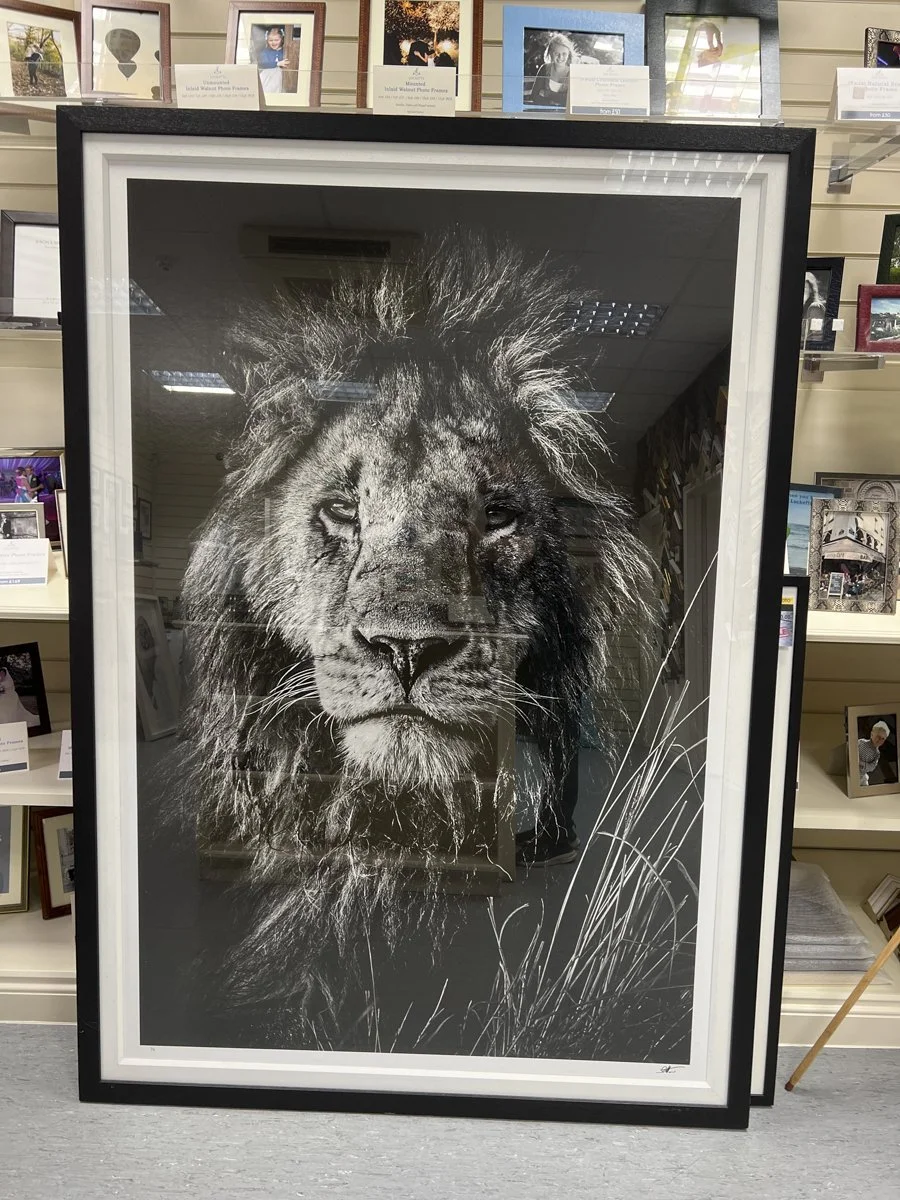 Framed black and white portrait of a lion with a detailed mane, displayed indoors on a shelf with other photographs and frames in the background.