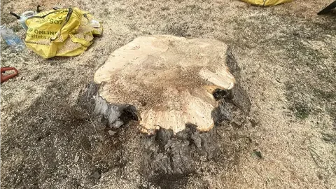 stump removal in Chester