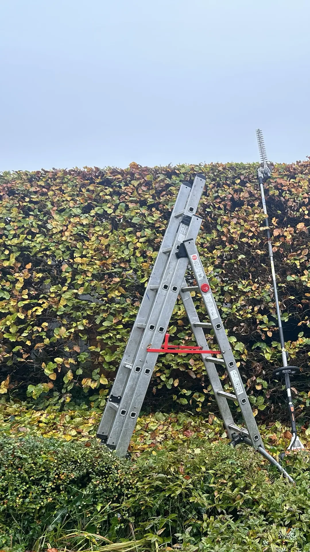 hedge trimming in north wales