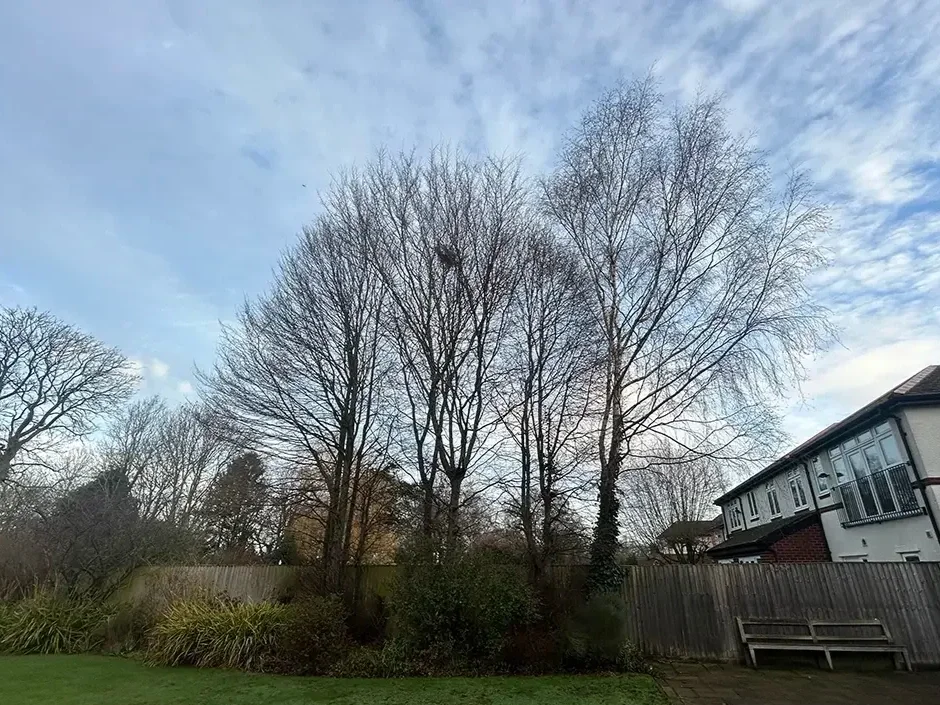 Chester Tree surgeon
