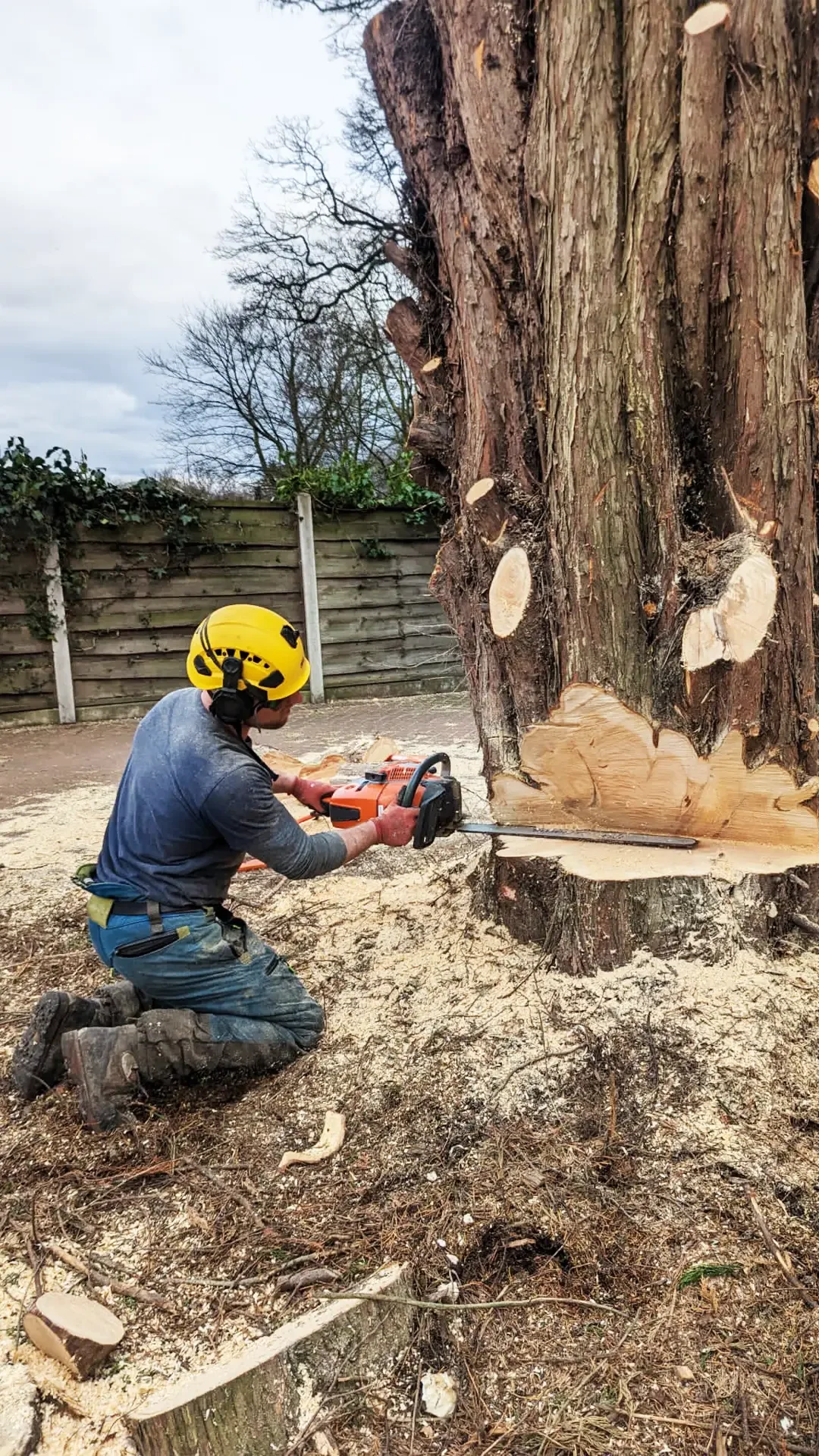 tree sawing and pruning in Chester and Wrexham
