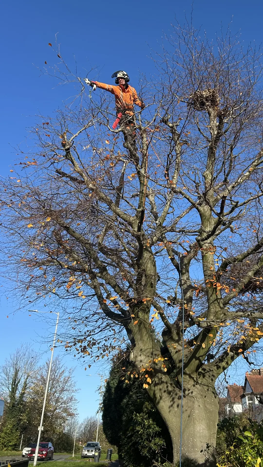 tree surgeon in the northwest