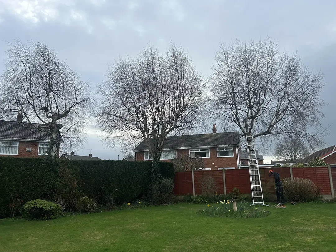 Chester Tree surgeon ladders tree pruning and thinning