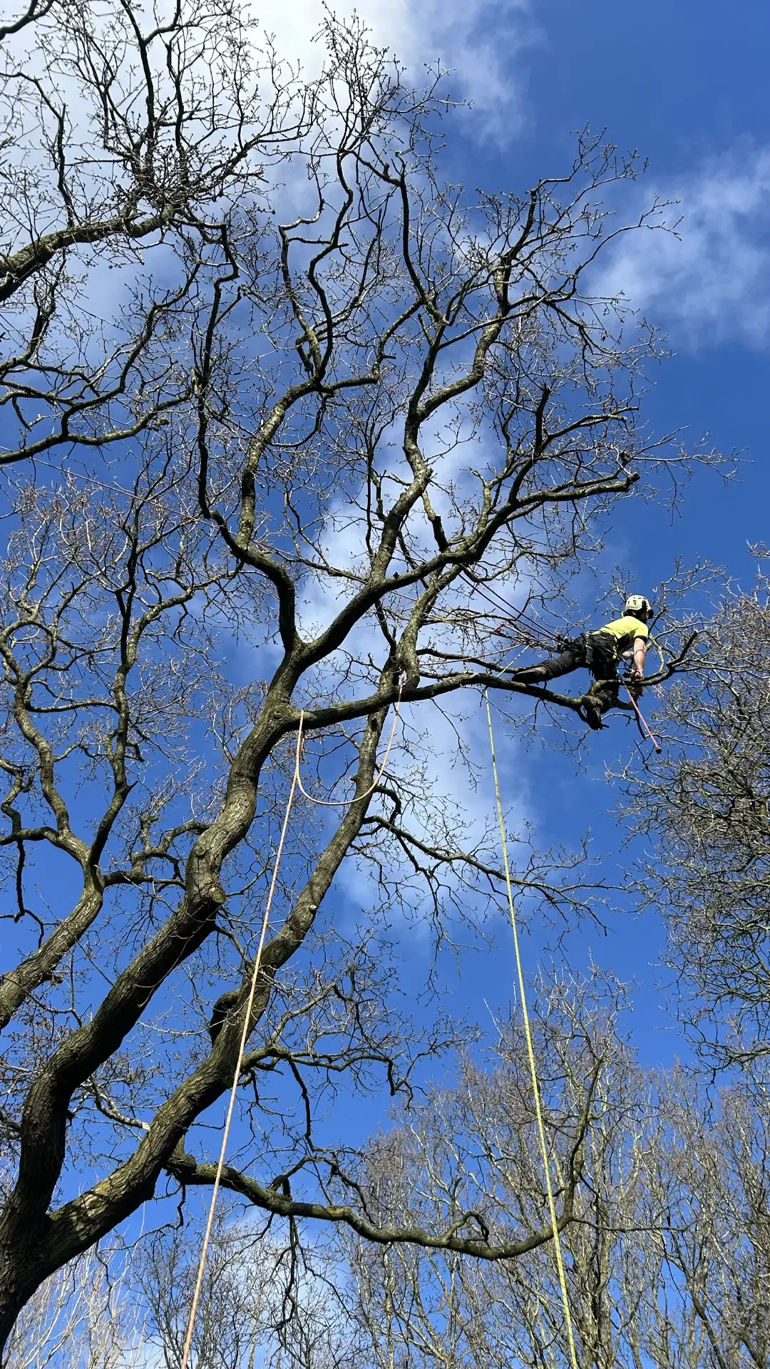 branch removal in Cheshire
