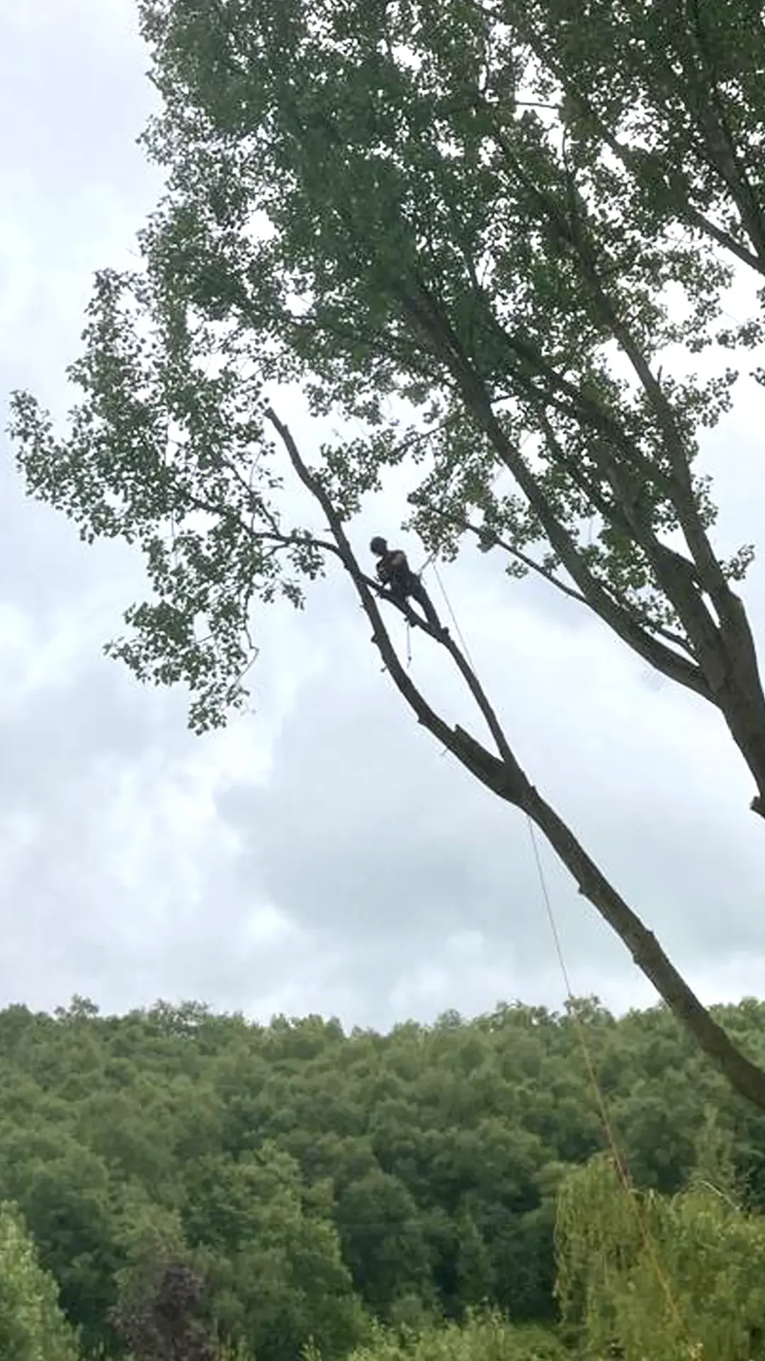 Tree Fellers in Chester