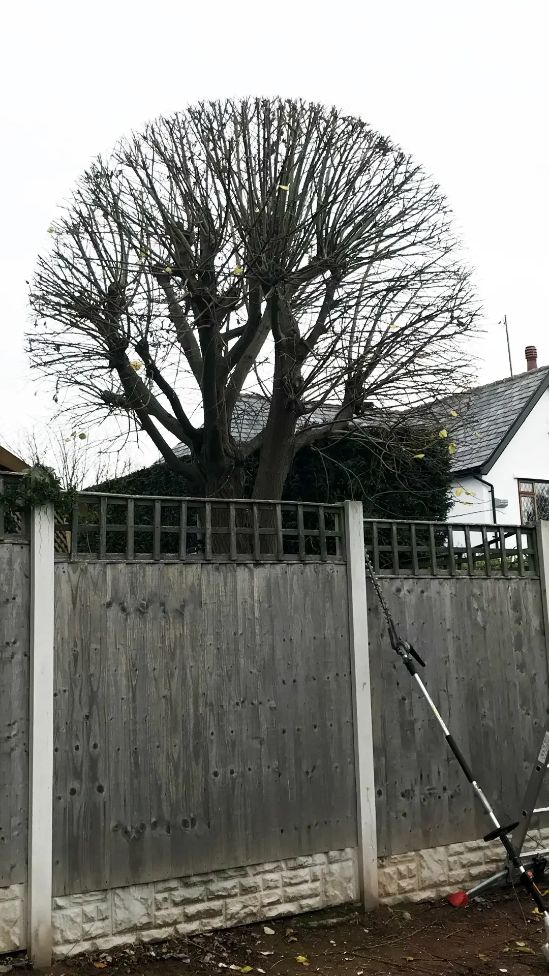 tree aborist in Chester