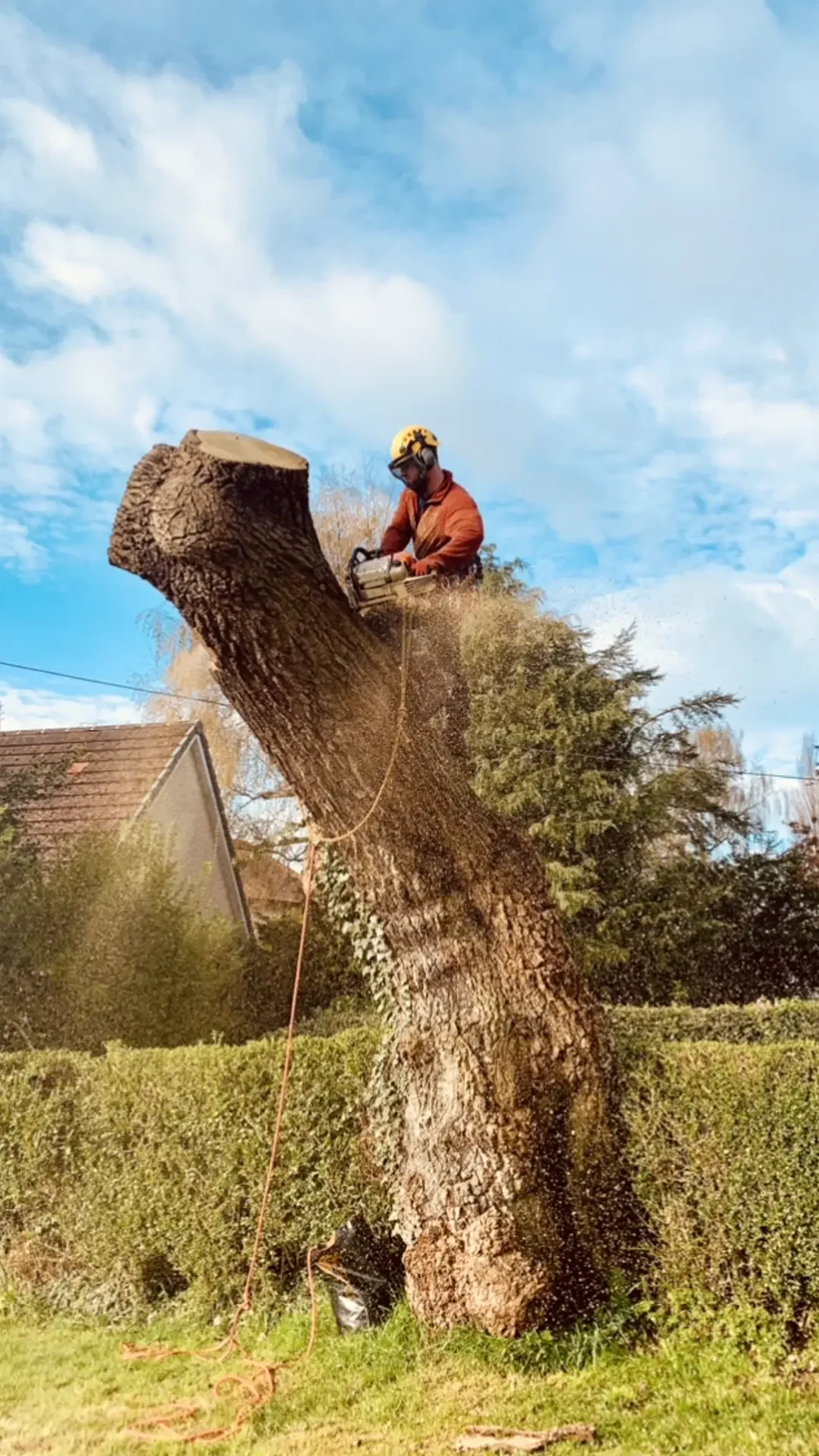 stump removal in cheshire