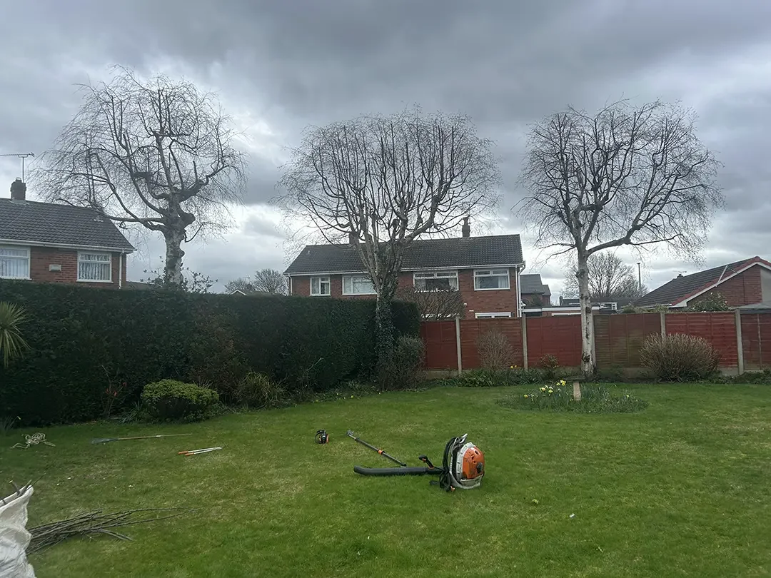 Chester Tree surgeon branches cleared