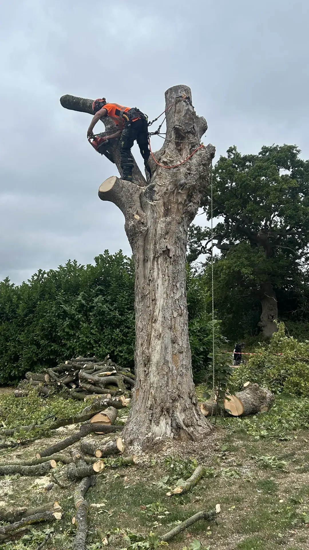 stump removal north wales tree felling