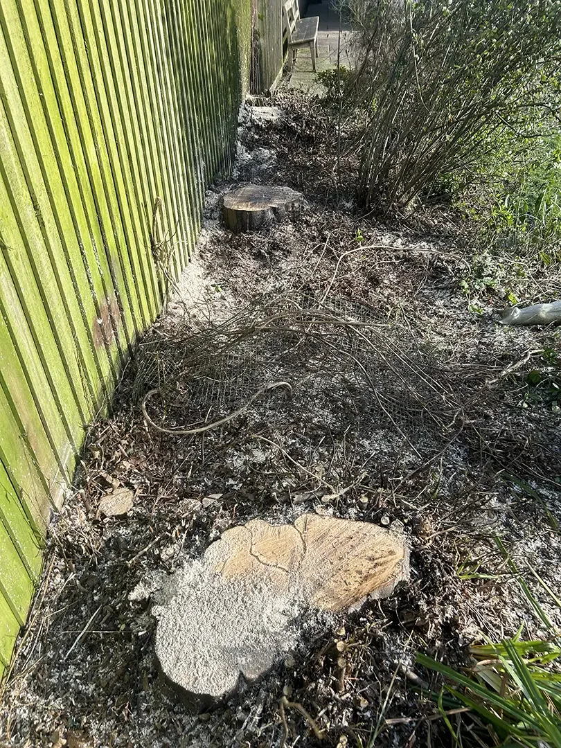 Chester Tree surgeon stump removal