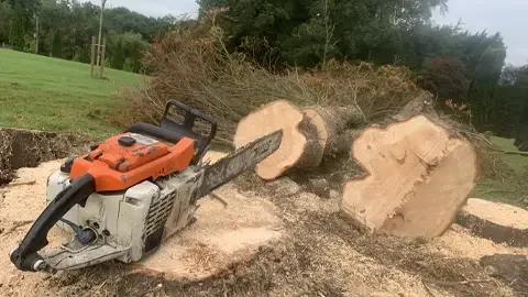 Tree Removals & Dismantling Chester Cheshire