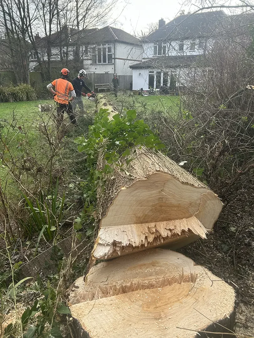 Chester Tree surgeon felled tree