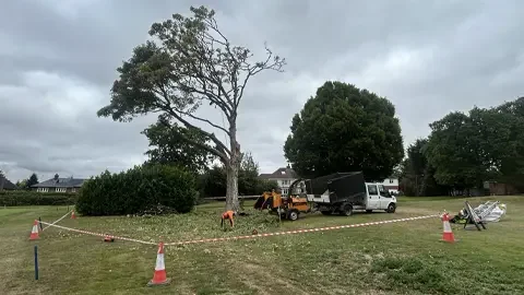 emergency call out tree surgeon