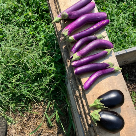 two kinds of eggplant from we3garden
