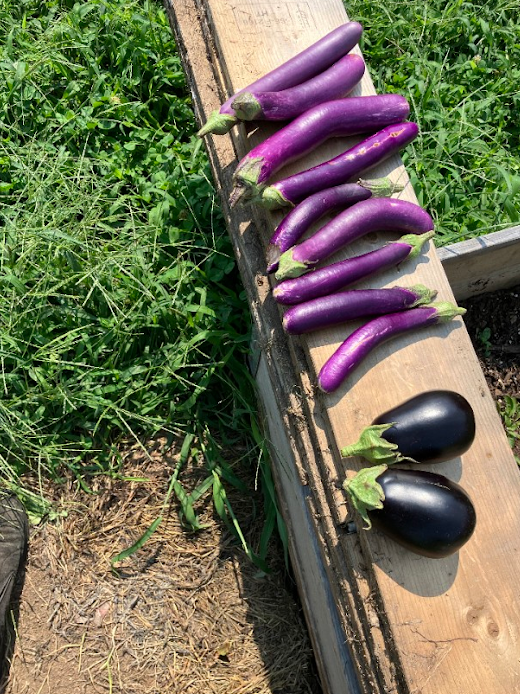 Eggplant, two ways.