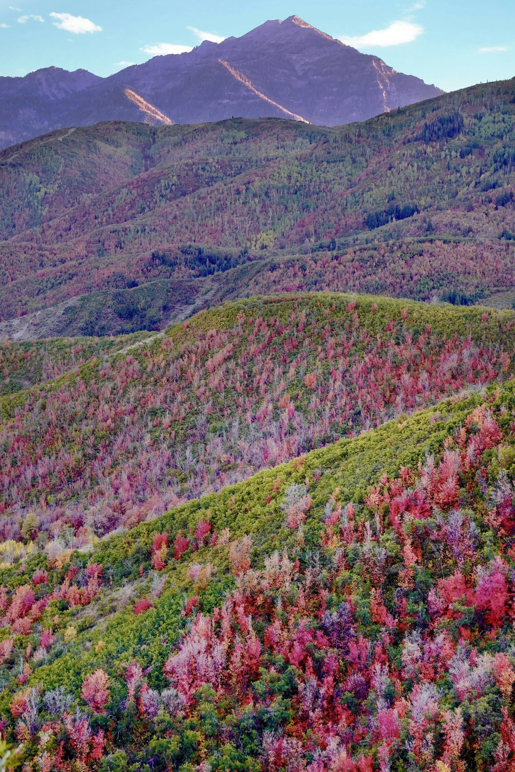 Before the Bloom: Making Peace with Change