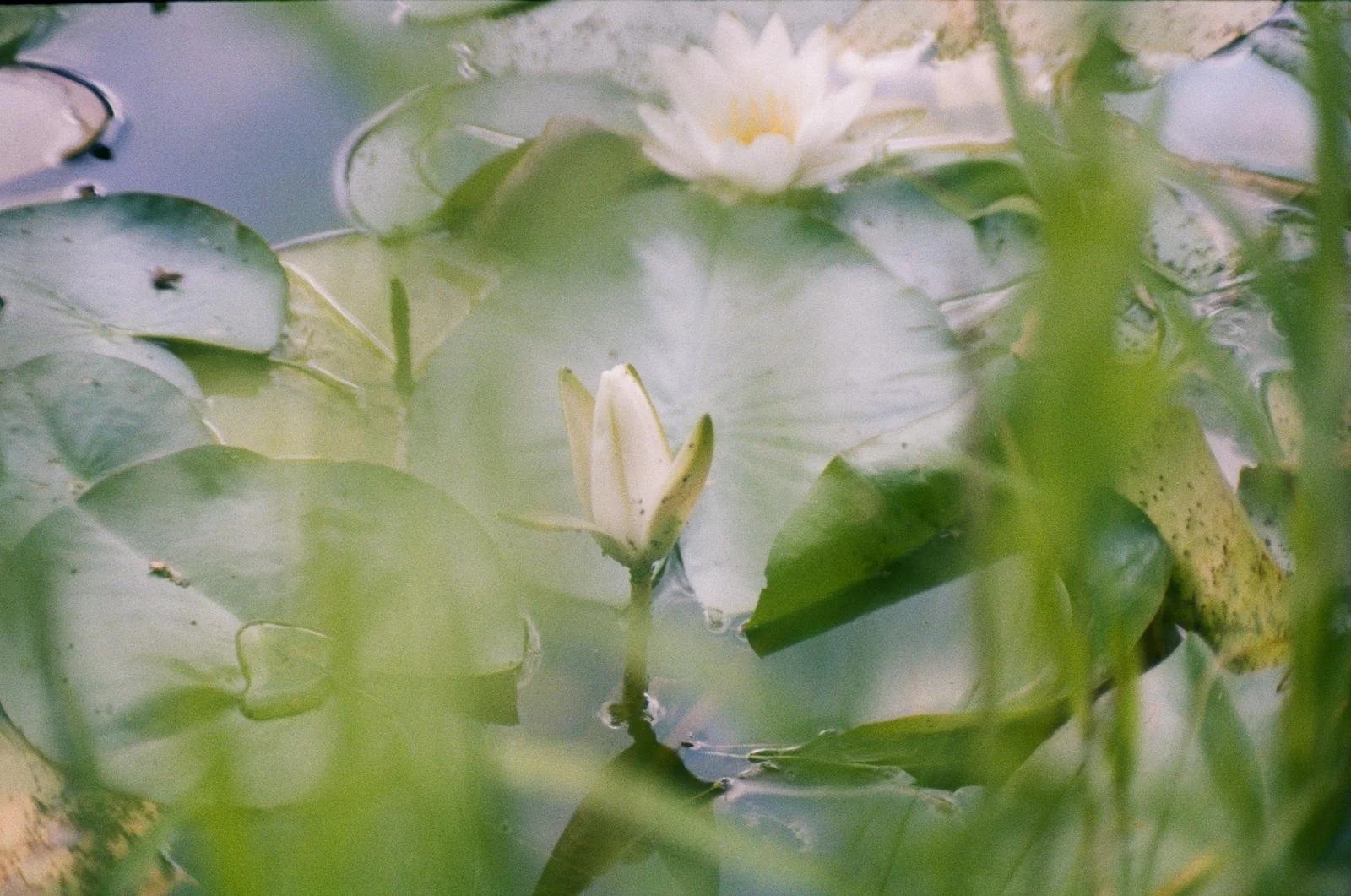 Summer Solstice Yoga + Breathwork