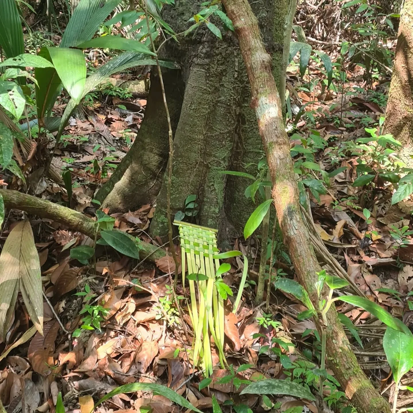 Curupira the forest trickster that makes you lose your way and your mind enjoys the making of things. I was told that people leave half finished handcrafts for him to pick up and continue so I made him a little woven piece out of palm leaves and left