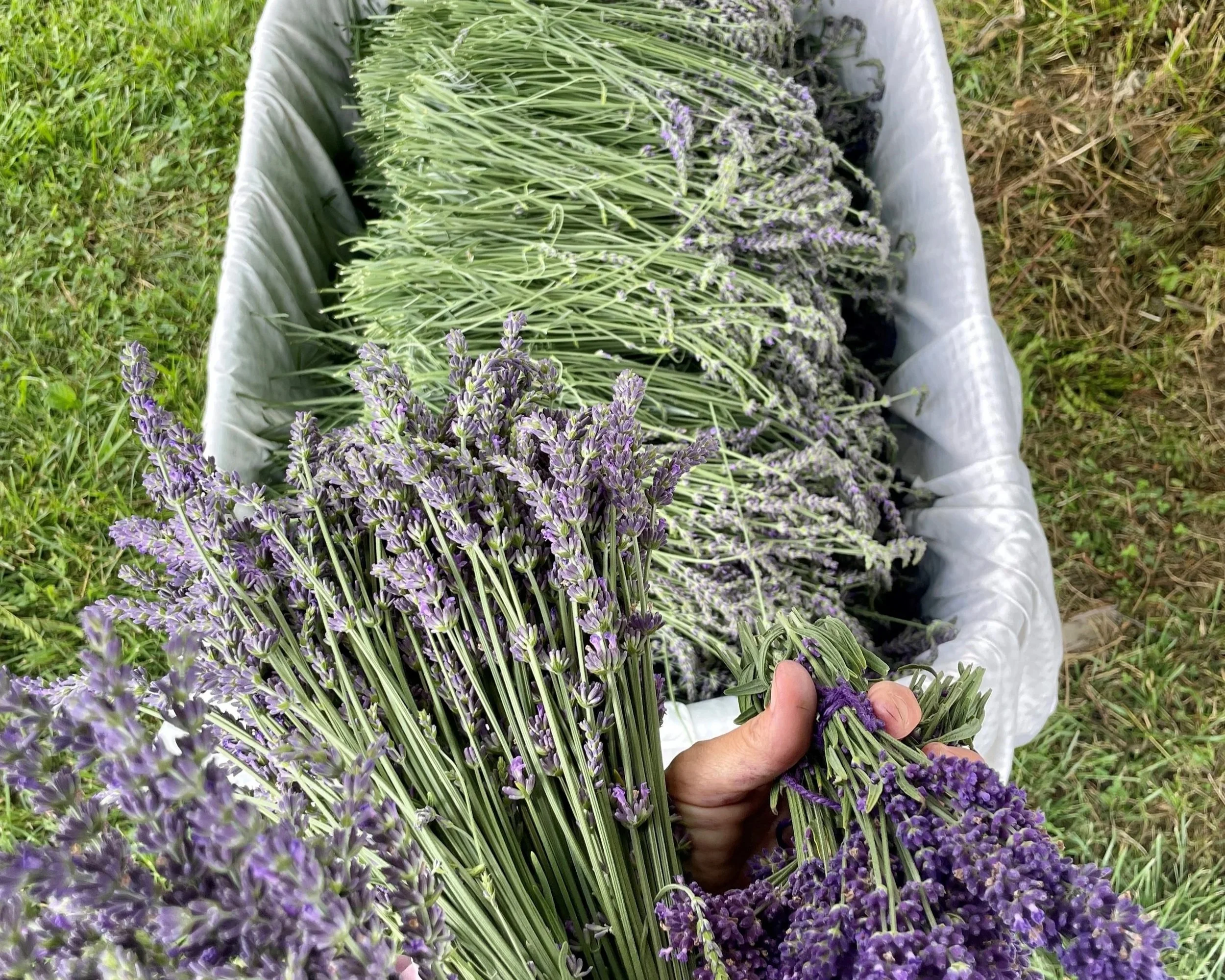 Lavender Wreath Making Workshop! 