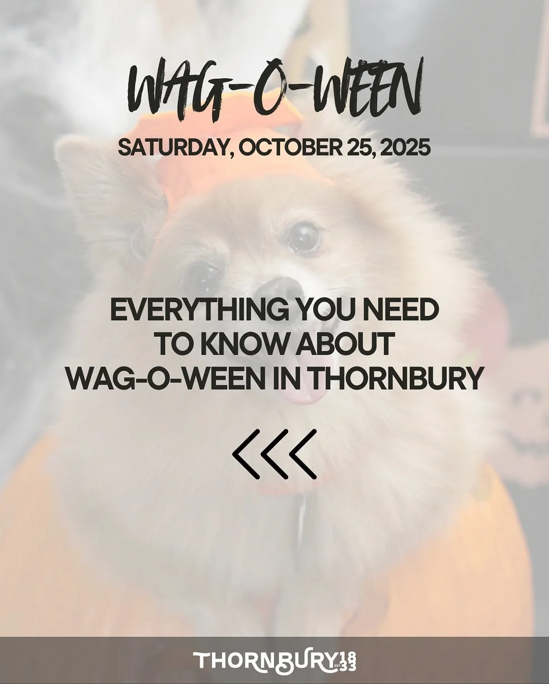 Everything you need to know about WAG-O-WEEN is right here! From the dog walk and costume contest to the after pawty - swipe through for all the tail-wagging details!
πΎ Saturday, October 25
π Meet at Smith Memorial Park (between Town Hall & B