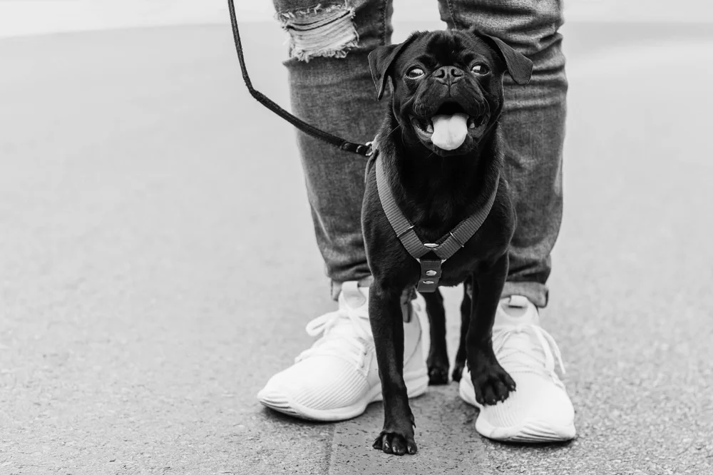 The Lovejoy Foundation