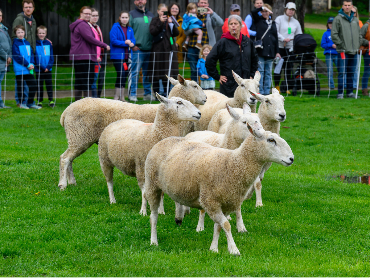 Springfest: A Celebration of Gardens and Baby Animals