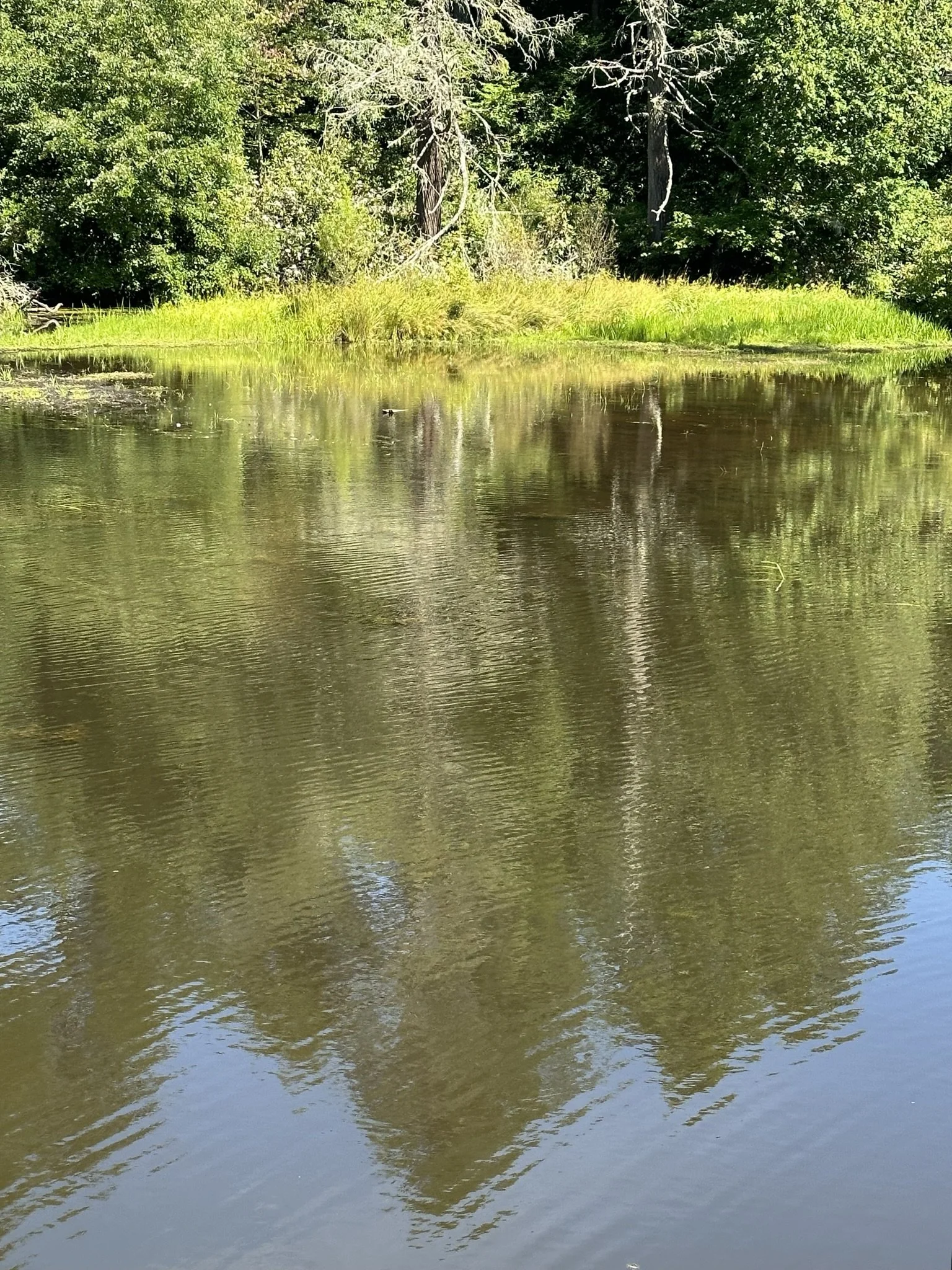Sediment buildup is threatening Mirror Lake. Help save it today.