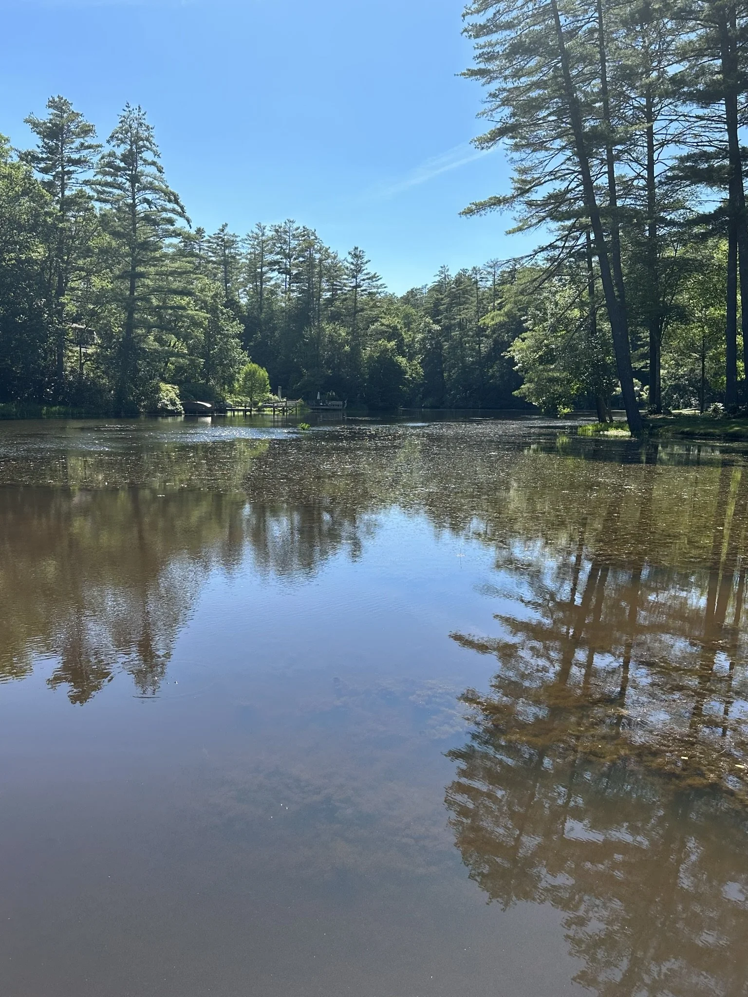 Sediment buildup is threatening Mirror Lake. Help save it today.