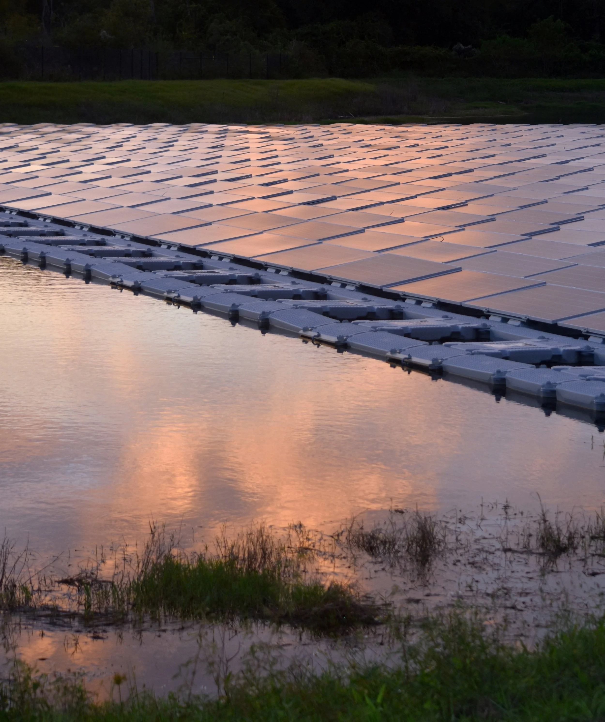 Floating solar and phytoplankton