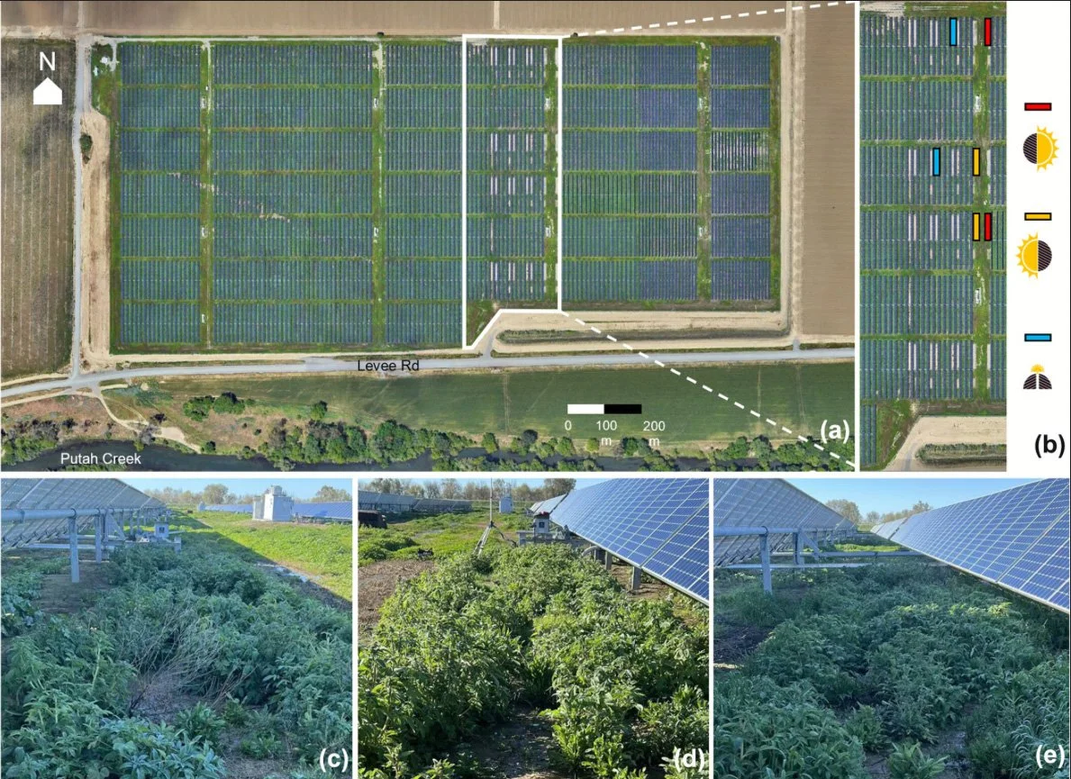 Made in the shade: Leaf responses of native wildflowers to single-axis photovoltaic solar energy.