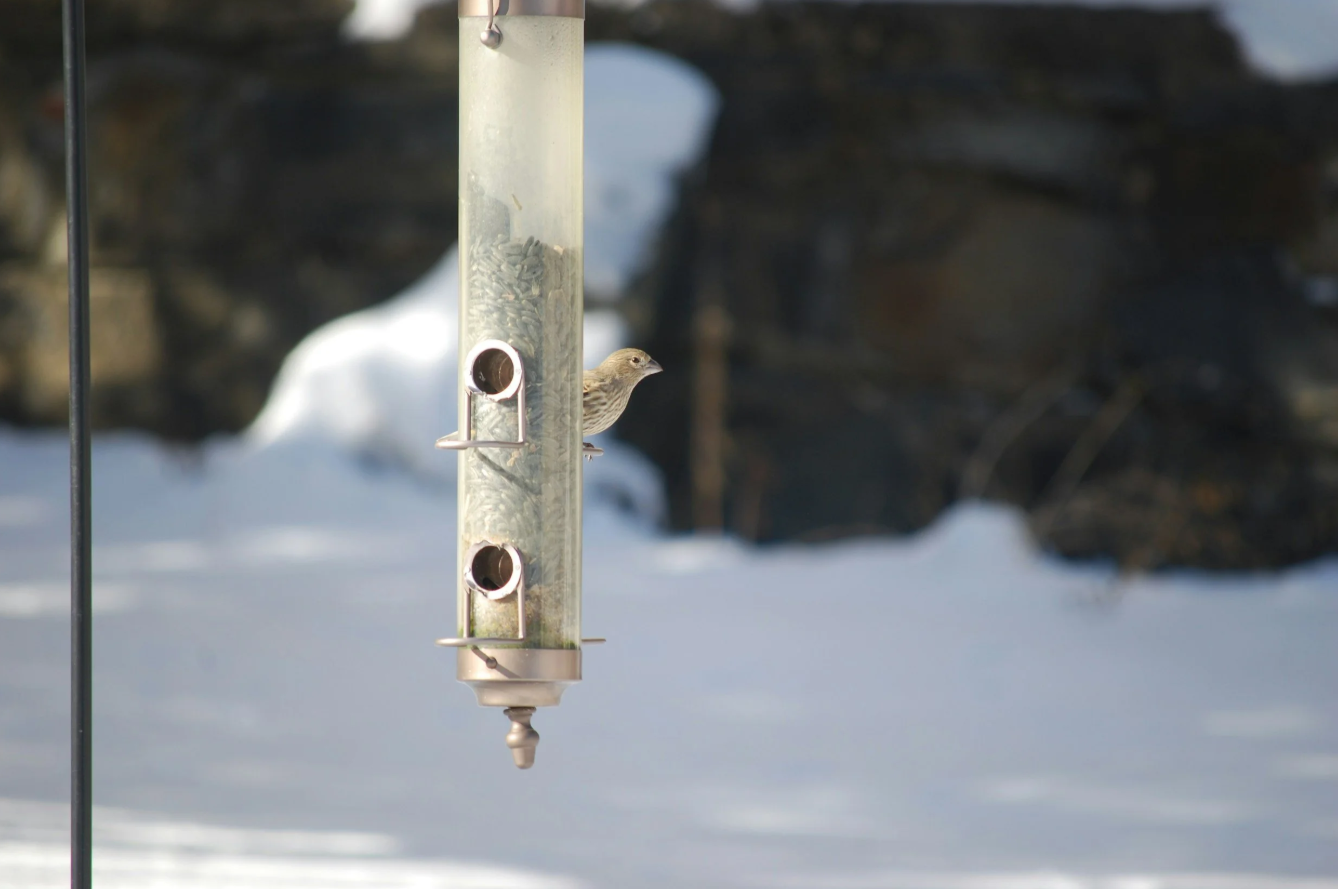 Winter Living in Maine: What January Teaches You About Home, Community, and Place