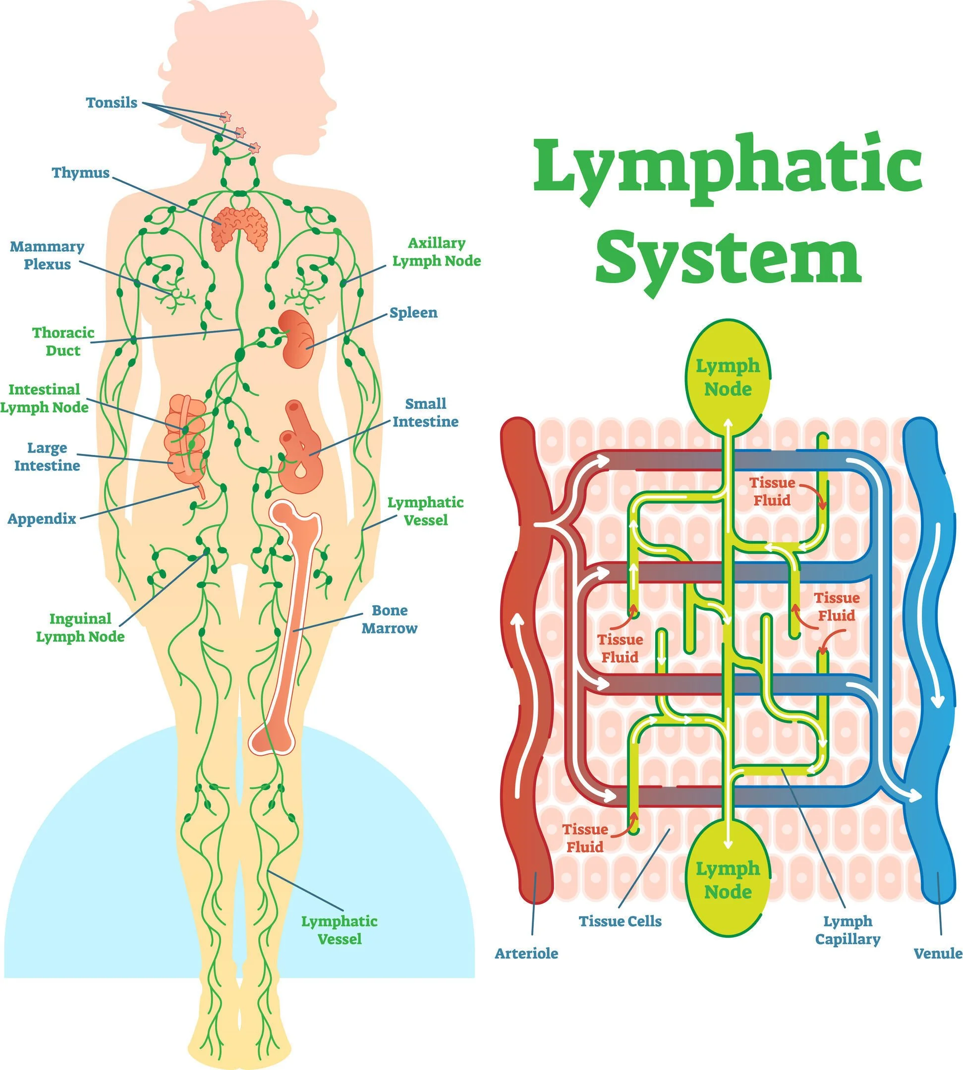 How Does Lymphatic Drainage Massage Work?