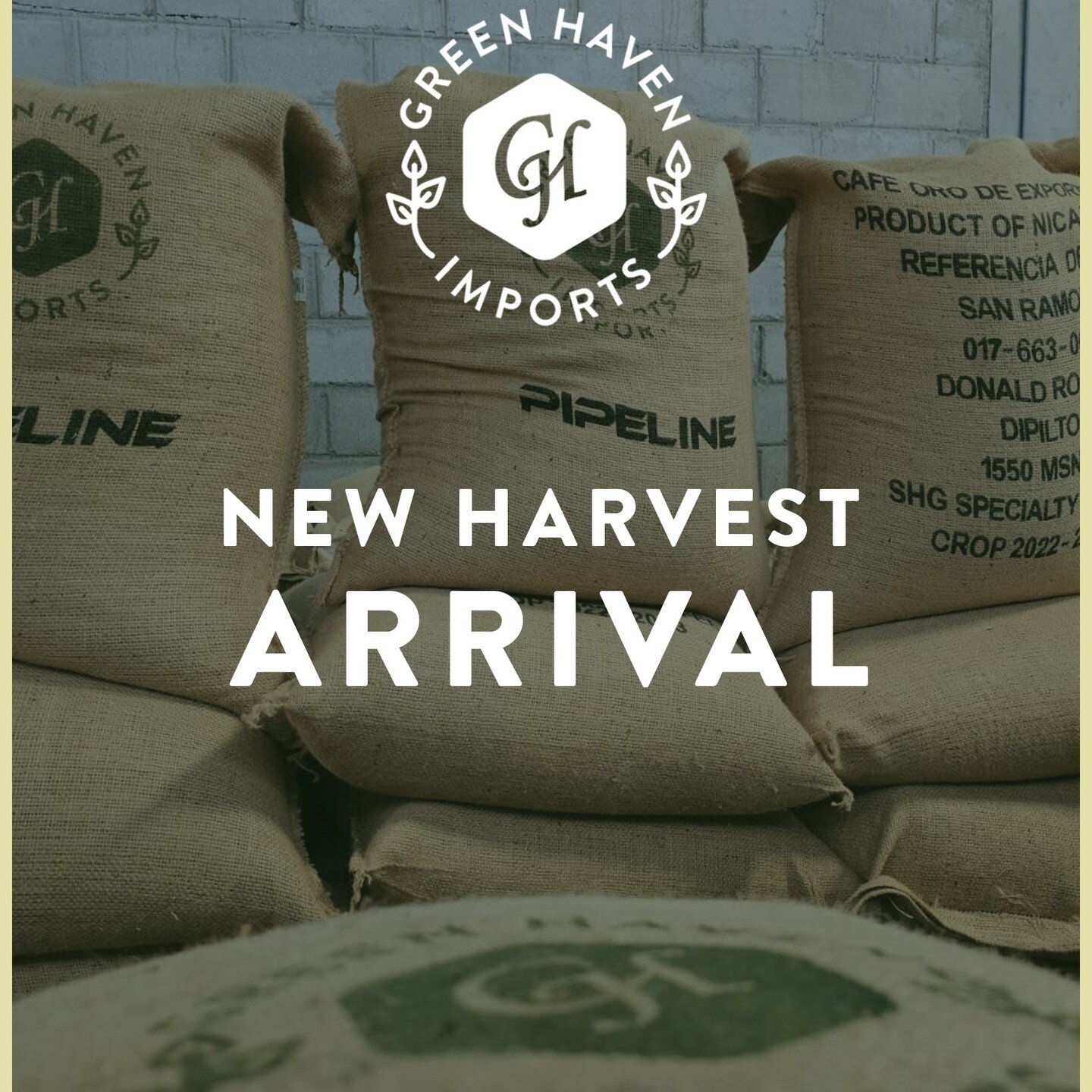 🌟 Discover the arrival of the 2023 Nicaraguan Harvest! ✨

At Green Haven Imports, we're thrilled to present the arrival of our exquisite 2023 Nicaraguan harvest coffees. ☕️

As proud advocates of direct trade practices, we cultivate deep-rooted rela