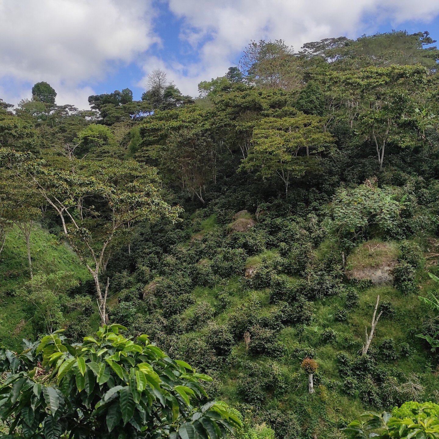 Why do we like the Dipilto region of Nicaragua so much?

 From its misty mountains to the rich volcanic soil, this enchanting region brings forth flavors that truly captivate the senses

🏞️ The Terroir: Dipilto's unique terroir imparts distinctive c